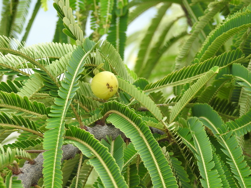 Myrobalan