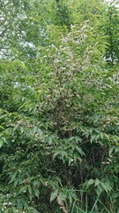 Lyonia ovalifolia