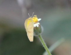 Eurema laeta