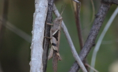 Stenocatantops angustifrons