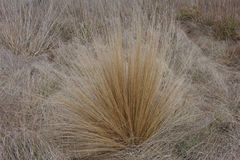 Festuca novae-zelandiae