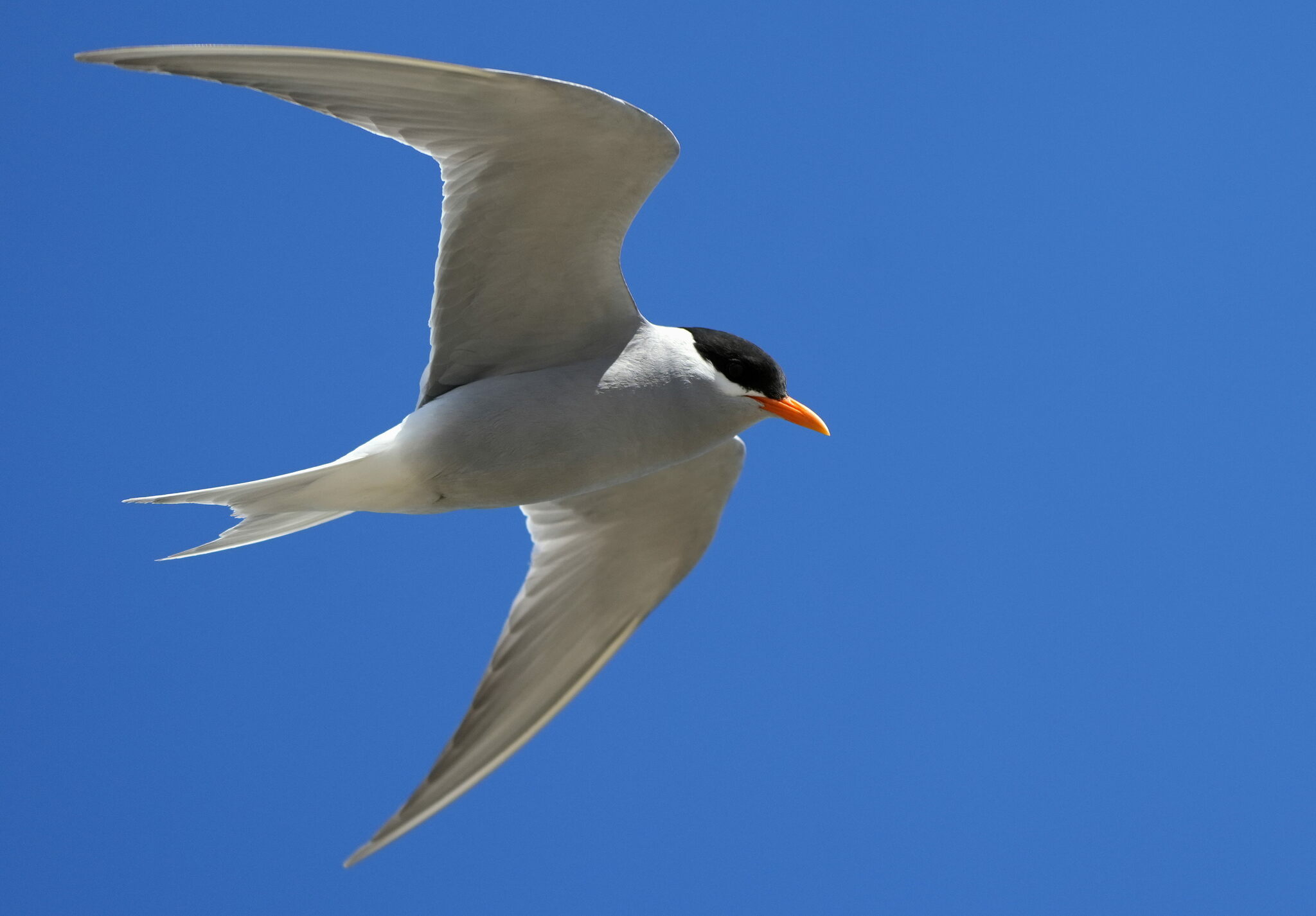 Black-fronted Tern illustration