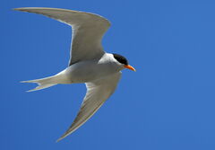 Black-Fronted Tern photo 5