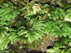 Hypopterygium didictyon