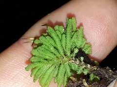 Hypopterygium didictyon