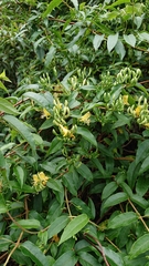 Lonicera acuminata