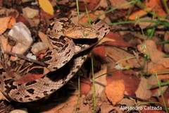 Trimorphodon biscutatus