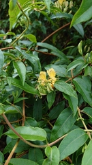 Lonicera acuminata