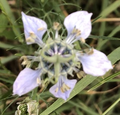 Nigella arvensis