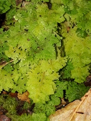 Trichocolea mollissima