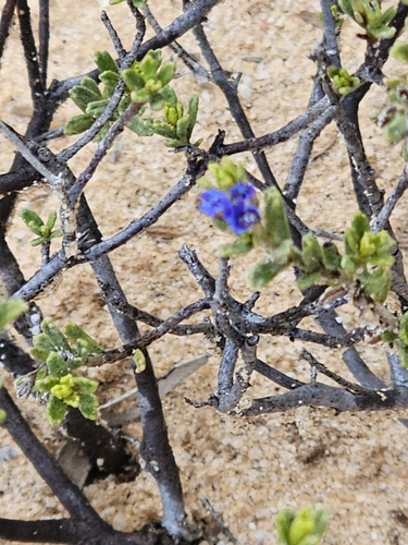Halgania cyanea, photograph 2