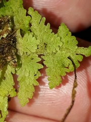 Trichocolea mollissima