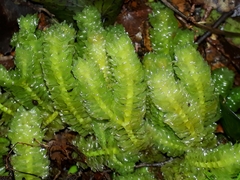 Schistochila nobilis