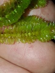 Schistochila nobilis