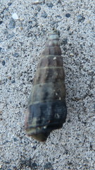 Zeacumantus lutulentus