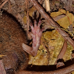 Sorex sonomae
