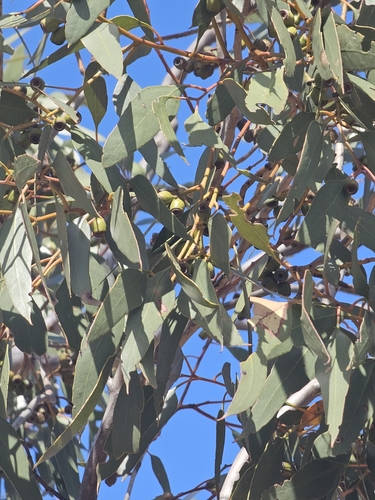 Image of Ridge-Fruited Mallee (Eucalyptus incrassata) by (c) Michael McBain, some rights reserved (CC BY)