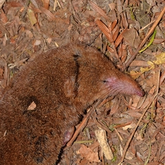 Sorex sonomae