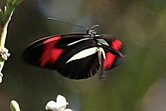 Heliconius erato