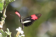 Heliconius erato