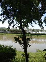 Diospyros kotoensis