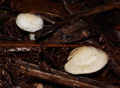Cortinarius austroalbidus