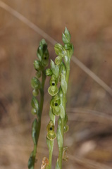 Pterostylis bicolor