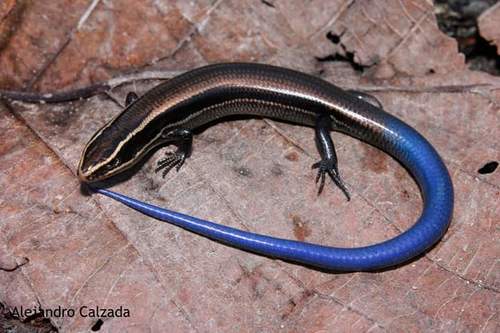 Shortnose Skink