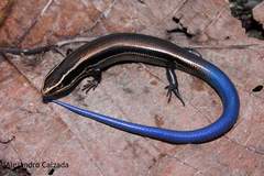 Plestiodon brevirostris
