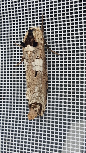 Strigocossus crassa