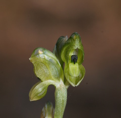 Pterostylis bicolor