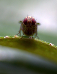 Acalyptratae