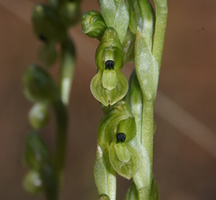Pterostylis bicolor