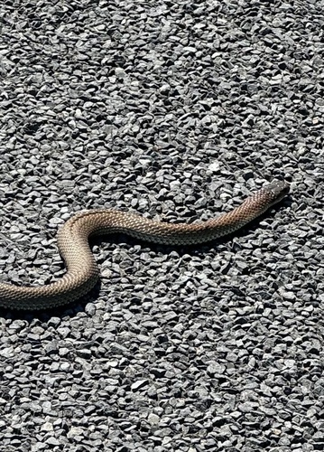 Tiger Snake sighting