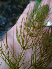 Ceratophyllum echinatum