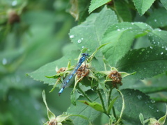 Enallagma cyathigerum