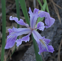 Iris hartwegii australis