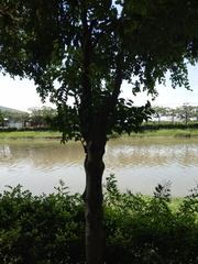 Diospyros kotoensis