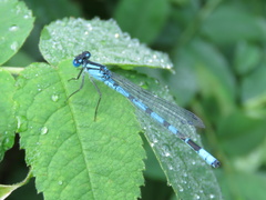 Enallagma cyathigerum