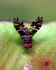 Acalyptratae