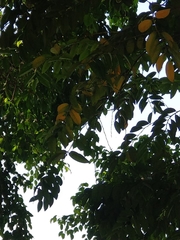 Diospyros kotoensis