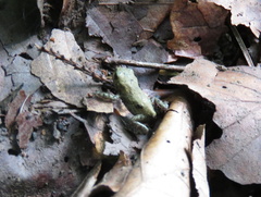 Bufo bufo