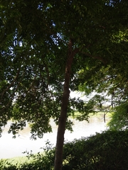 Diospyros kotoensis