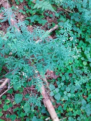 Galium intermedium