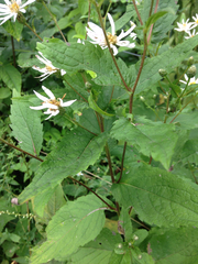 Eurybia furcata