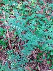 Galium intermedium