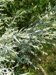 Artemisia dracunculus glauca