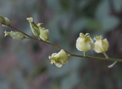 Streptanthus bernardinus