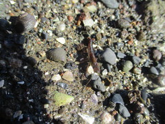 Betaeopsis aequimanus