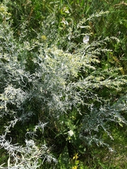 Artemisia dracunculus glauca